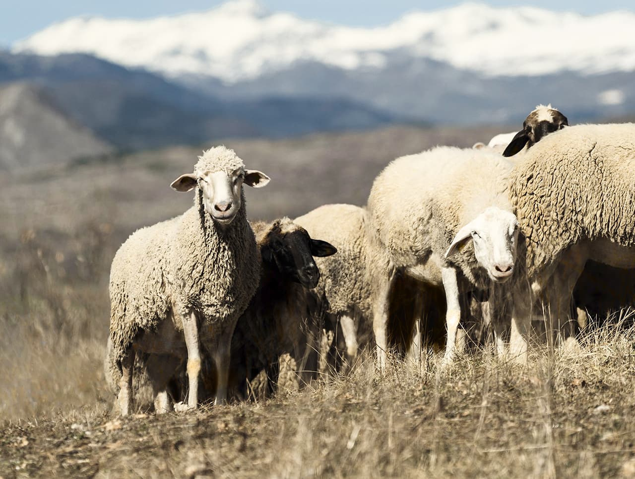 Sheep grazing on dry grassland with snow-capped mountains in the background under a blue sky.