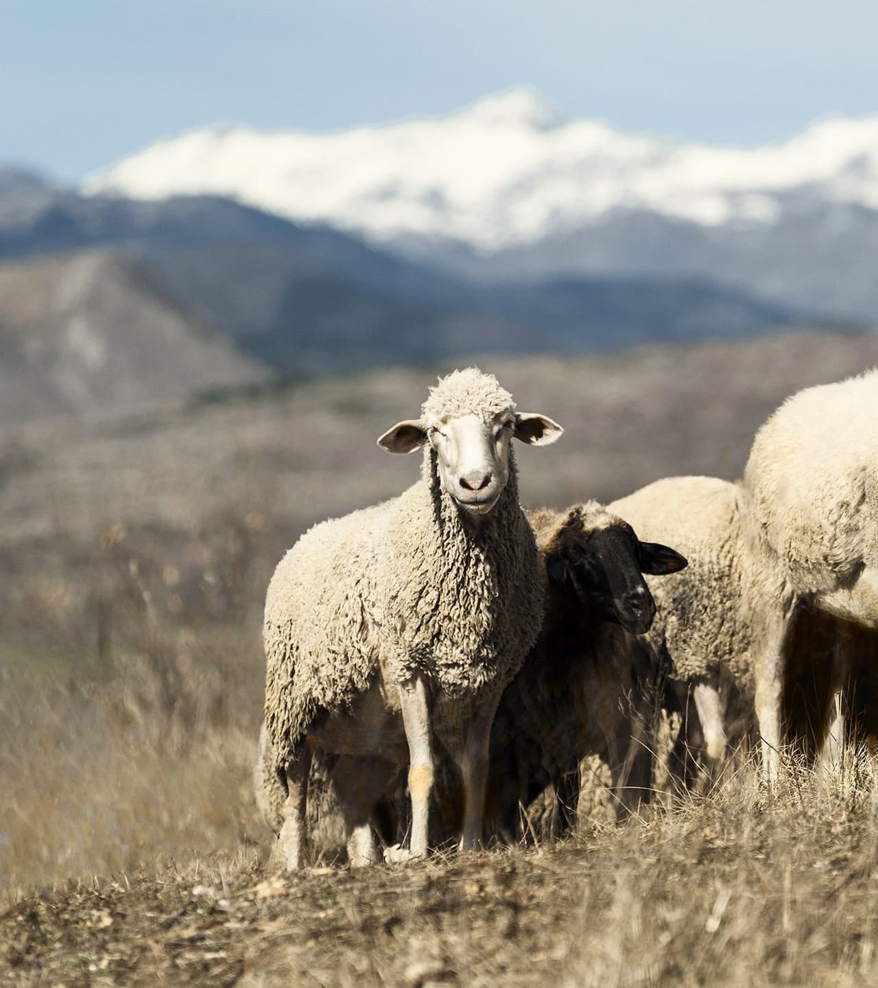 sust page and manifesto - img 7